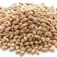 گندم ریژاو