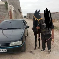اسب|اسب و تجهیزات اسب‌سواری|فلاورجان, |دیوار