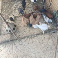 کبوتر|پرنده|ماهان, |دیوار