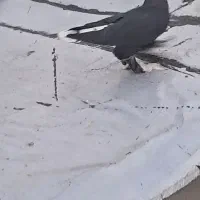 کبوتر اوجا و قره آغ قوریوخ نر