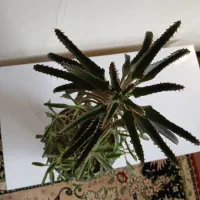 گل وکاکتوس خانگی|گل و گیاه طبیعی|تبریز, |دیوار