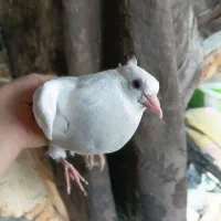 کفتر طوقی آبی