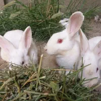 خرگوش بزرگ|موش و خرگوش|بندرعباس, |دیوار