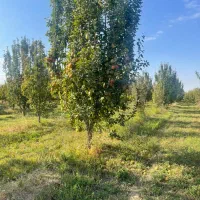 فروش مجموعه‌ای از بهترین خانه باغ‌ها در نقده|فروش زمین و ملک کلنگی|نقده, |دیوار