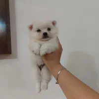 توله پامر از پدر مادر وارداتی