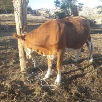 گاو سیمینتال قرمز ۸ماه آبستن یک شکم زاییده تلیسه|حیوانات مزرعه|مراوه, |دیوار