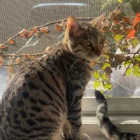 بچه گربه پنج ماهه