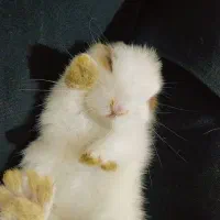 خرگوش مینیاتوری.