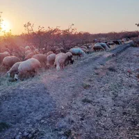 بره|حیوانات مزرعه|رفسنجان, |دیوار