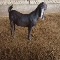 بزغاله‌افغانی