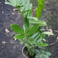 فروش گل‌های آپارتمانی قیمت توافقی|گل و گیاه طبیعی|ساری, |دیوار