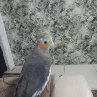 طوطی عروس|پرنده|صومعه‌سرا, |دیوار