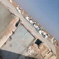 ۲۷عدد طوقی پرشی