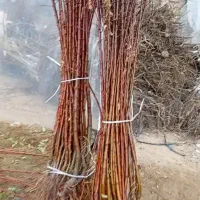 فروش نهال زیتون صنوبر انگور بادام پسته در غرب نهال