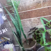 گل آپارتمانی|گل و گیاه طبیعی|خوی, |دیوار