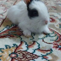 خرگوش کوچولو باهوش|موش و خرگوش|تربتحیدریه, کلاته توکلی|دیوار