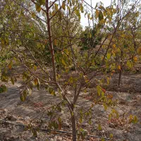 درخت هلو|خدمات باغبانی و درختکاری|شاندیز, |دیوار