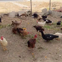 مرغ و خروس محلی|حیوانات مزرعه|ربط, |دیوار