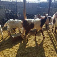 نر بز|حیوانات مزرعه|پیشوا, |دیوار