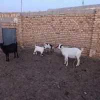 دوعدد بز زایده شیرا یکی مورسیا یکی دورگ محلی فروشی