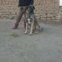 واگذاری سگ عراقی|سگ|کبودرآهنگ, |دیوار
