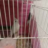 عروس هلندی دوکت آلبینو  مولد|پرنده|مشهد, امیریه|دیوار