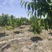 باغ وباغچه/چهاردیوارقدیمی/کاسبی هشتگرد|فروش زمین و ملک کلنگی|تهران, سعیدآباد|دیوار