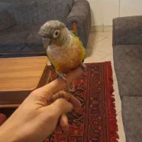 گیرینچیک یلوساید و اناناسی