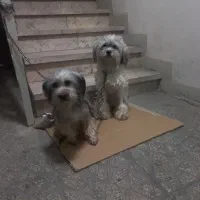 واگذاری سگ آپارتمانی|سگ|تهران, فاطمی|دیوار