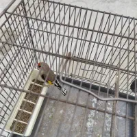 سره کرمانی یک وجبی|پرنده|تهران, زیبادشت|دیوار