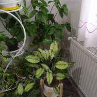 26عدد گل و استند فروشی|گل و گیاه طبیعی|محمدیه-قزوین, |دیوار