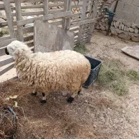 بره قربانی