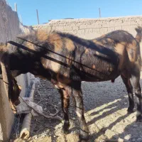 بز پاکستانی|حیوانات مزرعه|خواف, |دیوار