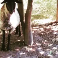 گوسفند فروشی