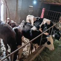 گوساله سیمتال