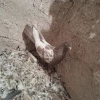 کبوتر سینه قهوه ای نر|پرنده|شیراز, کاراندیش|دیوار