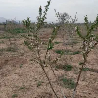 نهال بادام|گل و گیاه طبیعی|محمدیه-قزوین, |دیوار