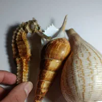 صدف دریایی