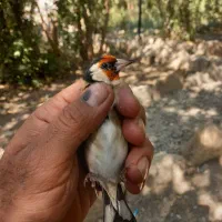 سهره باغملک چها گل و خال حلب|پرنده|اهواز, ۲۴ متری|دیوار