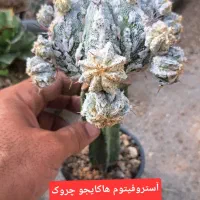 کاکتوس پیوندی|گل و گیاه طبیعی|شاهرود, |دیوار