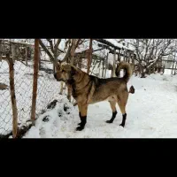 پژدرماده|سگ|کرمانشاه, |دیوار