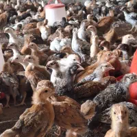 جوجه گلپایگانی اصیل