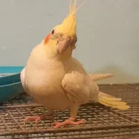 عروس هلندی تخم گذار