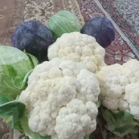 فروش گل کلم