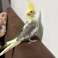 عروس هلندی ابلق نر