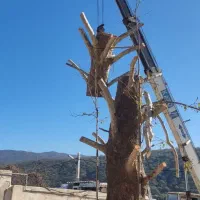 خریدارچوب درخت باغی