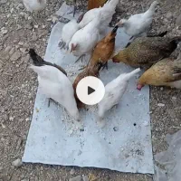 دونی سیصد|حیوانات مزرعه|پاتاوه, |دیوار