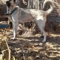 واگذاری ماده سرابی