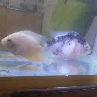 ماهی گوپی.|ماهی|قزوین, |دیوار