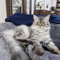 بریتیش ماده|گربه|تهران, چیتگر جنوبی|دیوار